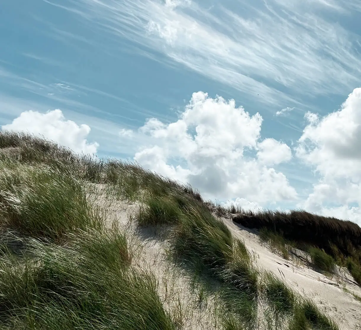 Mit Strandhafer bewachsene Düne an der Nordsee