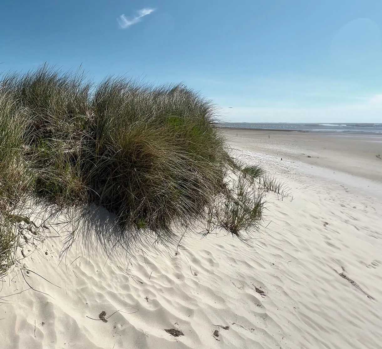 Strand mit Düne an der Nordsee während der Ebbe