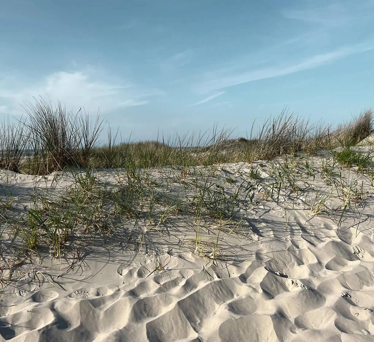 Dünenlandschaft an der Nordesee mit Strandhafer